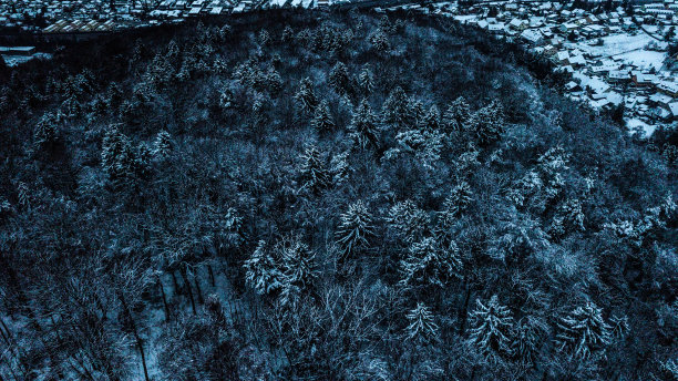 冬天的树顶图片下载