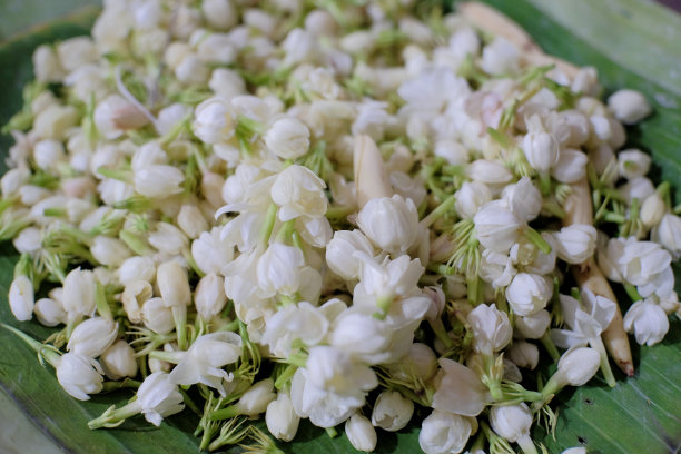 茉莉花会被做成项链和发饰图片下载