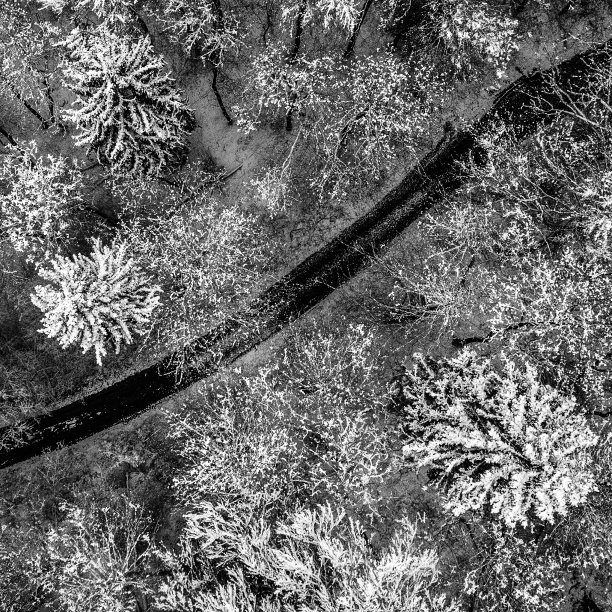 树梢从天而降(黑白相间)图片下载