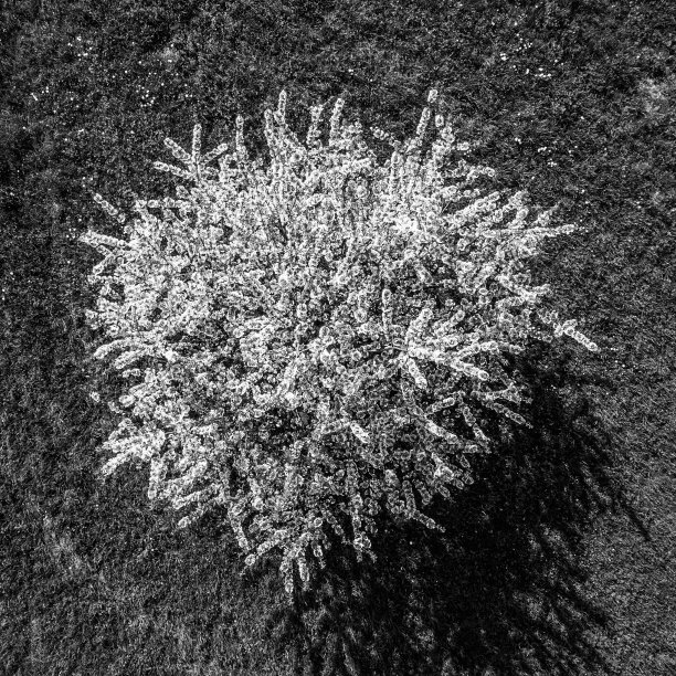 树梢从天而降(黑白相间)图片下载