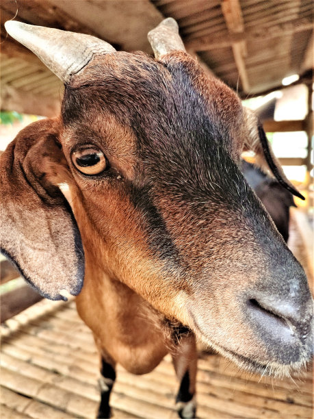 牛羊(山楂)图片下载