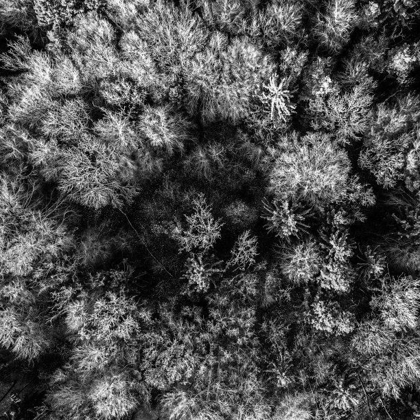 树梢从天而降(黑白相间)图片下载