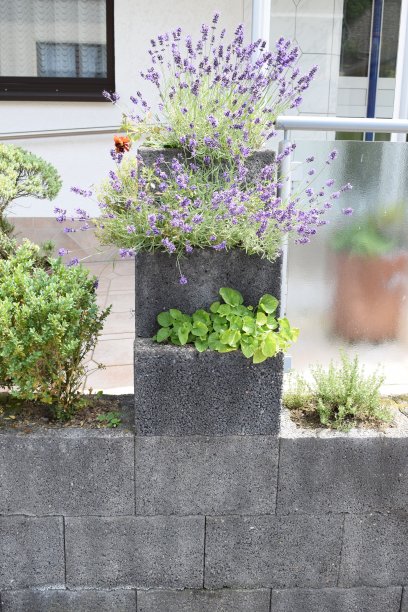 种植墙上盛开的薰衣草图片下载