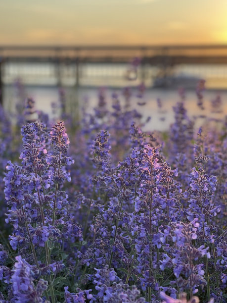 美丽的野花在夕阳的光芒下图片下载