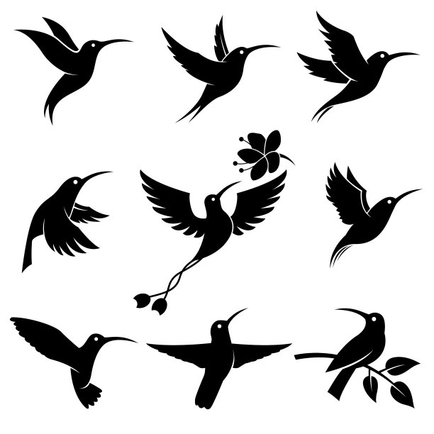 飞行colibri集图片下载