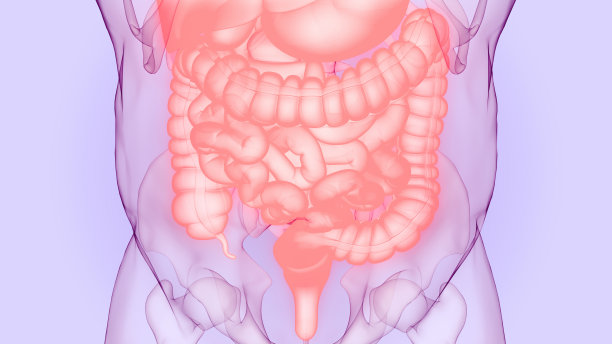 人体消化系统解剖图片下载