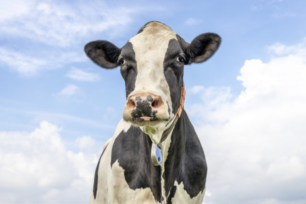 奶牛黑白相间的温柔睡眼惺忪的样子，粉红色的鼻子，中镜头前的一片蓝天图片下载