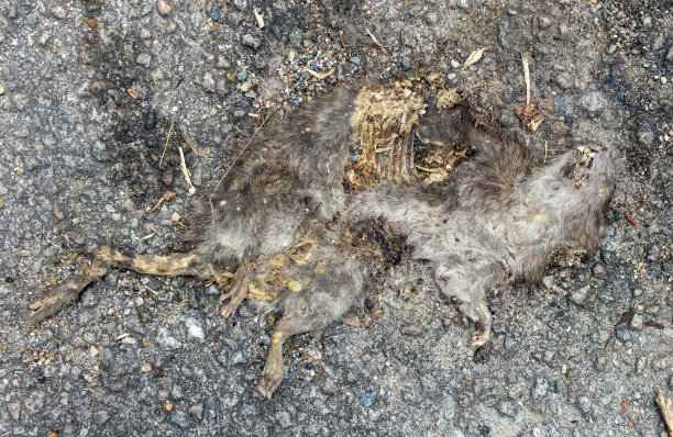 死老鼠图片下载