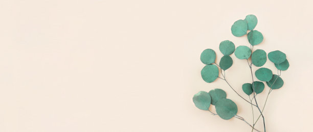 米色背景上的桉树枝。文本。绿色的桉树叶子孤立在中性色。植物的布局。水平横幅模型。尤加利甘尼银滴。平铺俯视图图片下载