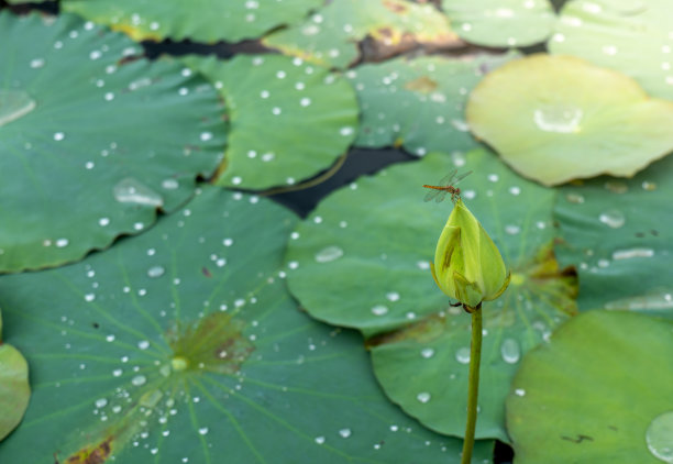 蜻蜓在荷花上，动物在池塘上生活。图片下载