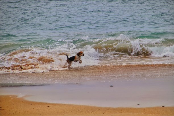 狗在海浪间嬉戏跳跃图片下载