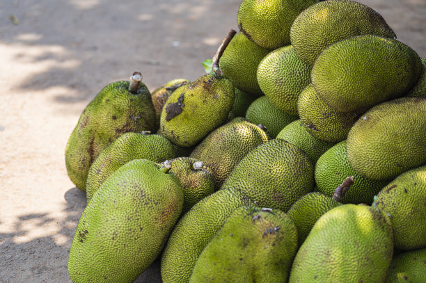 菠萝蜜群室外布置大群图片下载