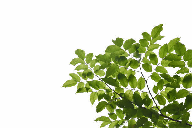叶子隔离在白色的产品设计图片下载