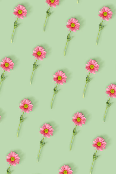 新潮的图案与粉红色的花朵在薄荷绿的颜色背景。夏天时间最小的概念。菊花盛开的雏菊。创意静物夏天，花卉几何图案，垂直图片下载