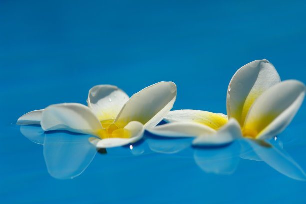 池塘上的白色鸡蛋花图片下载