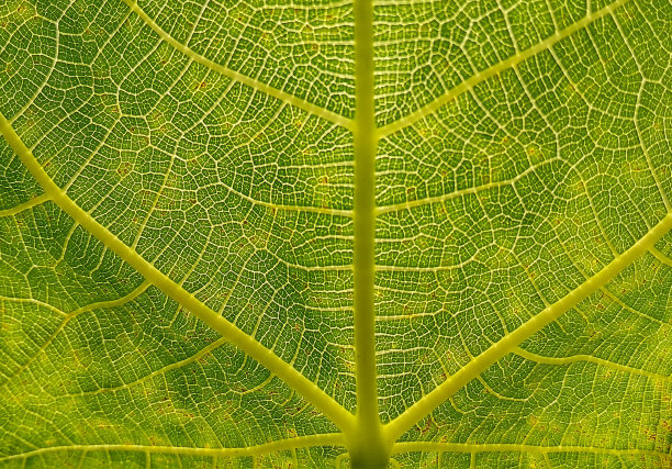 美丽的绿色黄色自然抽象图案无花果植物。无花果植物。图片下载