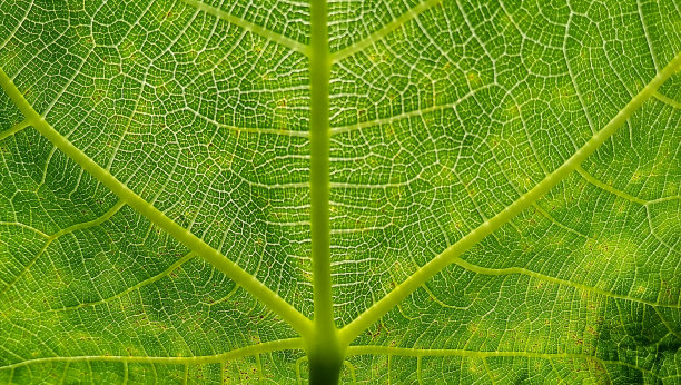 美丽的绿色黄色自然抽象图案无花果植物。无花果植物。图片下载