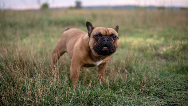 一只年轻的棕色法国斗牛犬在相机上摆姿势的肖像。纯种户外狗。库存图片图片下载