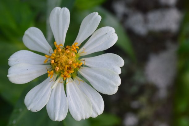zinnia线虫花图片下载