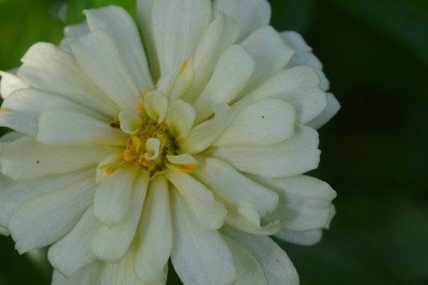 zinnia线虫花图片下载