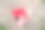 新鲜的红色和粉色康乃馨在一个新挖的坟墓上。图片下载