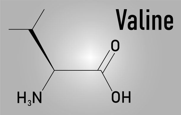 缬氨酸氨基酸分子骨架公式图片下载