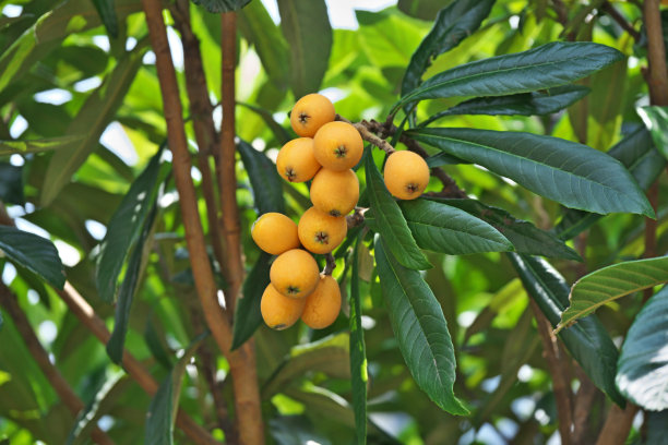 枇杷果实图片下载