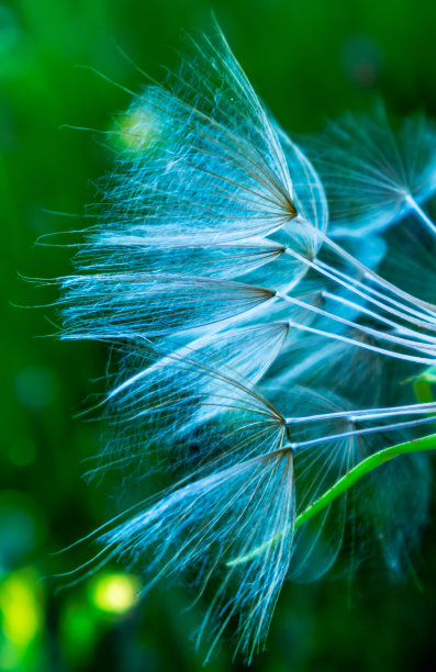 桔黄色种子头图片下载