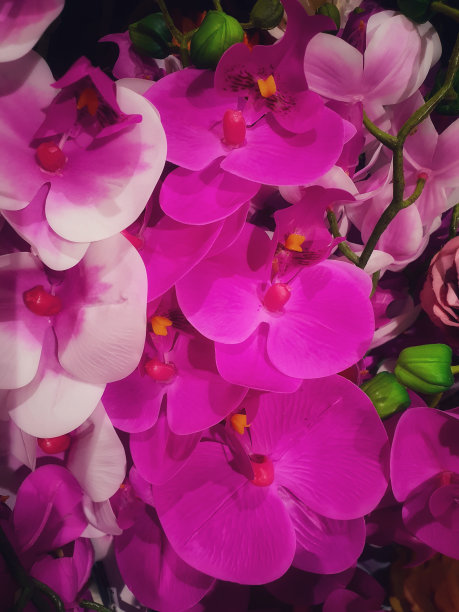 假的兰花图片下载