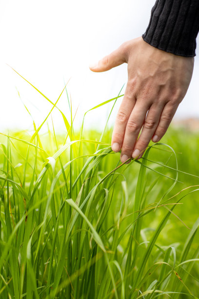 垂直特写女人的手在夕阳的照耀下抚摸着田野里的花草图片下载
