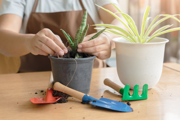 家庭园艺妇女在后院花园里重新种植图片下载