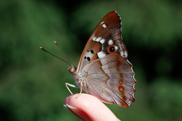 美丽的蝴蝶坐在女孩的指尖，选择性聚焦图片下载