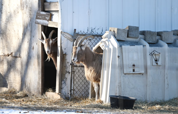 两只山羊图片下载