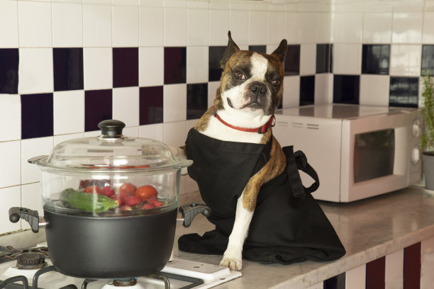 幽默的摄影，狗表现得像人一样。一只围着黑色围裙的波士顿梗犬正在蒸笼里煮蔬菜图片下载
