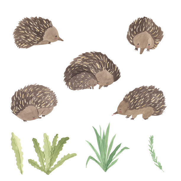 水彩针鼹，一种澳大利亚动物。说明对孩子图片下载