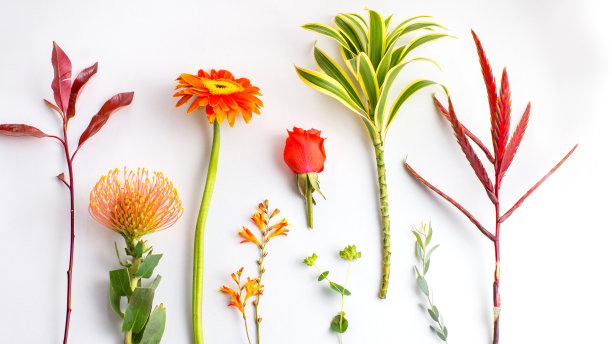 白底花图片下载