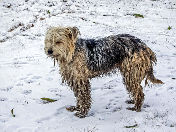 冬天雪地里的脏狗图片下载