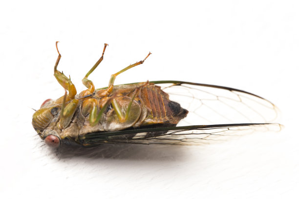 白底蝉虫图片下载