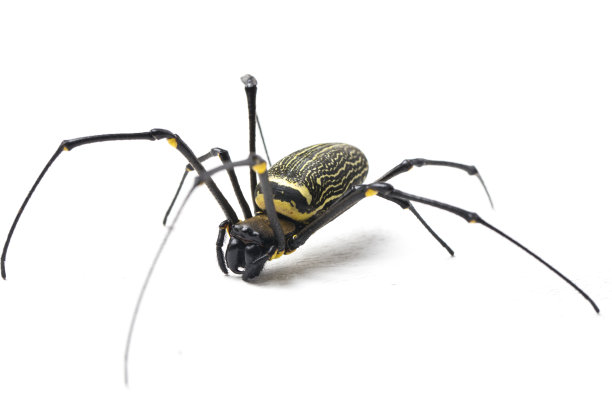 巨大的森林蜘蛛或金球网蜘蛛在白色背景斑点图片下载