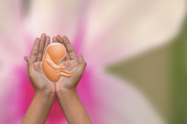 两只手掌握住胚胎图片下载
