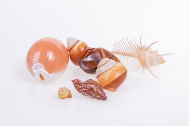 一套各种软体动物的壳在白色的背景。图片下载