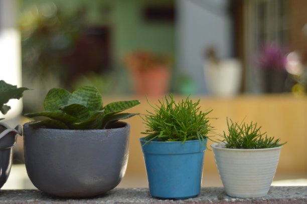 装饰植物图片下载