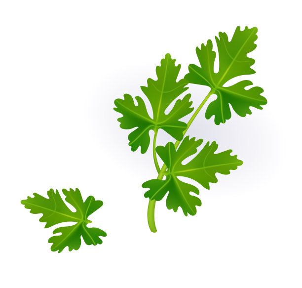 草药和香料。图片下载