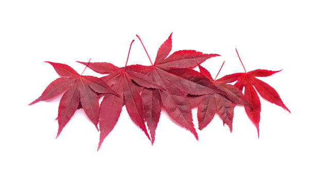 缤纷的秋叶孤立在白色的背景图片下载