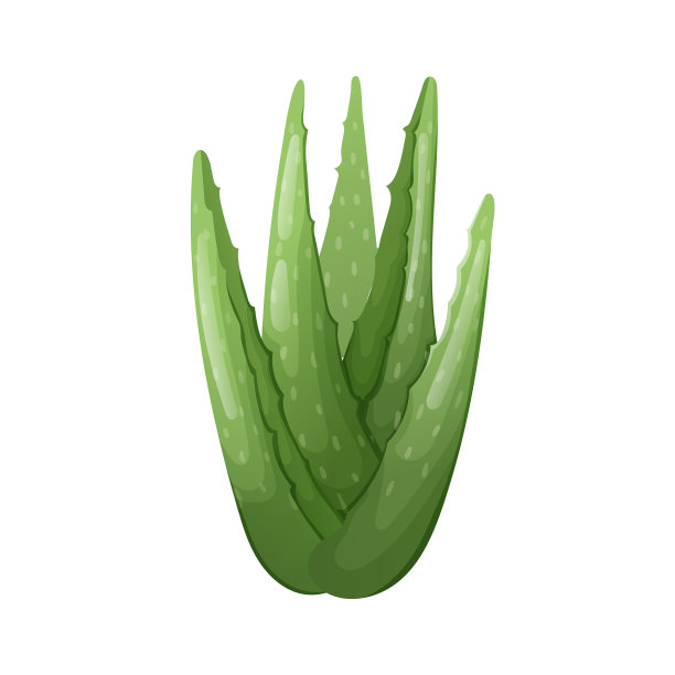 孤立的芦荟卡通叶子上的植物图片下载