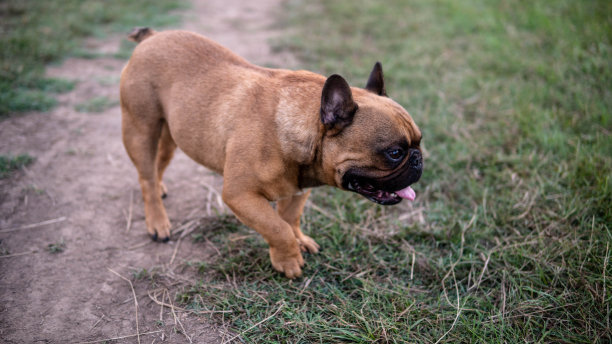 一只在草地上玩耍的法国斗牛犬。库存图片图片下载