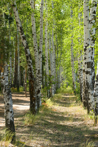绿色的桦树特写。图片下载