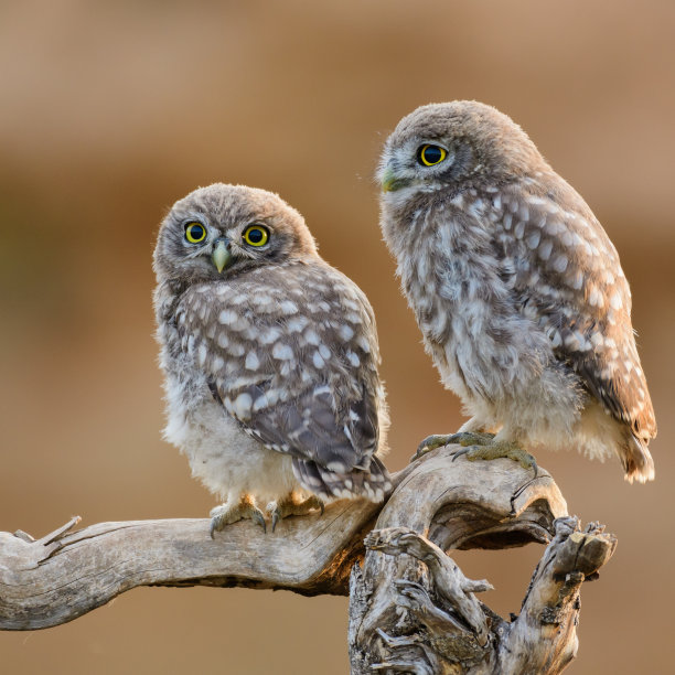 鸟自然栖息地的小猫头鹰雅典娜夜蛾图片下载