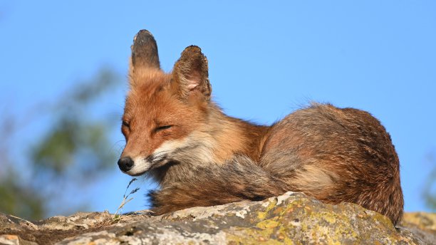 赤狐，苍穹下的苍狐图片下载