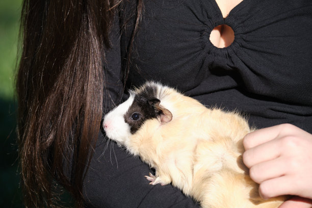 豚鼠在野外享受它们的人类朋友图片下载